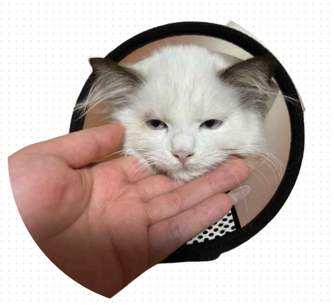 猫咪伤口感染化脓怎么处理？