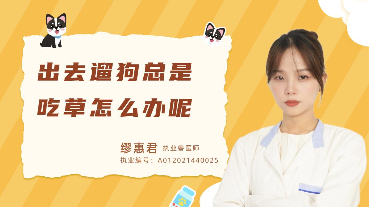 出去遛狗總是吃草怎麼辦呢？