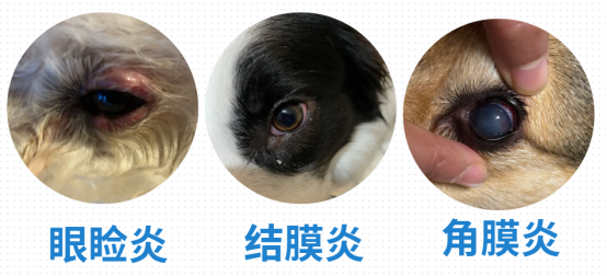 狗狗淚痕嚴重怎麼去除？