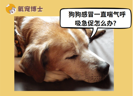 狗狗感冒一直喘气呼吸急促怎么办
