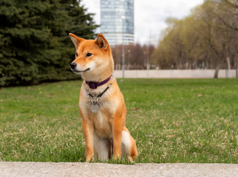 狗狗驱虫药哪个牌子性价比高？