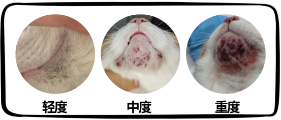 貓咪下巴的黑色渣子是怎么回事？