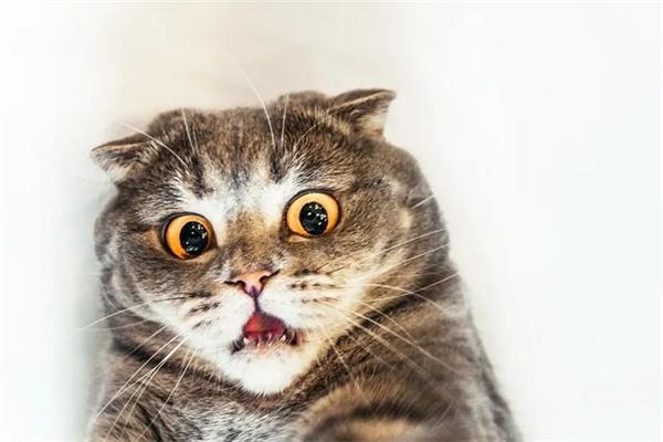 猫咪感染猫鼻支的常见原因