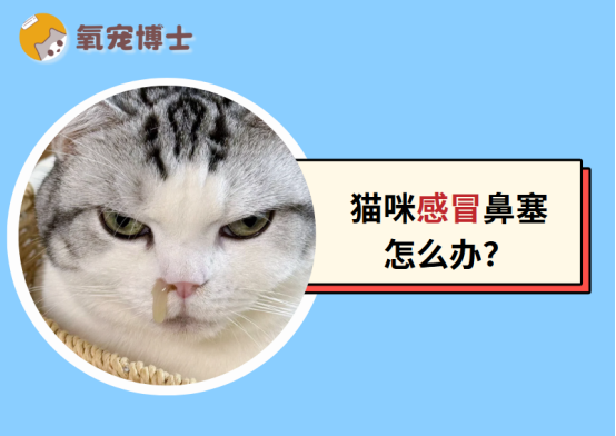 猫咪感冒鼻子不通气怎么办？