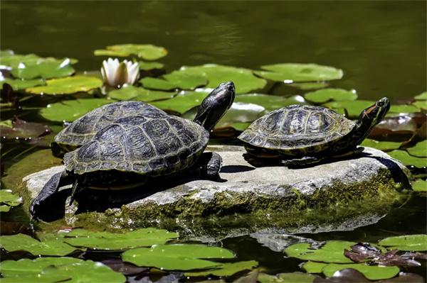 巴西龟和草龟哪个比较聪明？