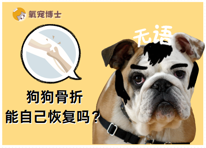 狗狗骨折能自己恢复吗？请认清放任不管的致命后果