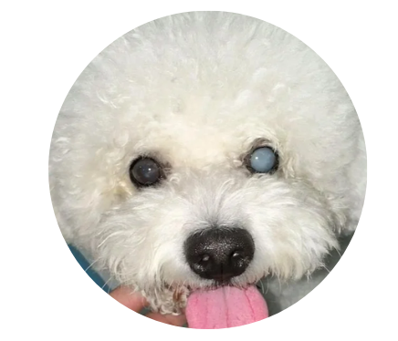 狗狗的眼睛变蓝的原因