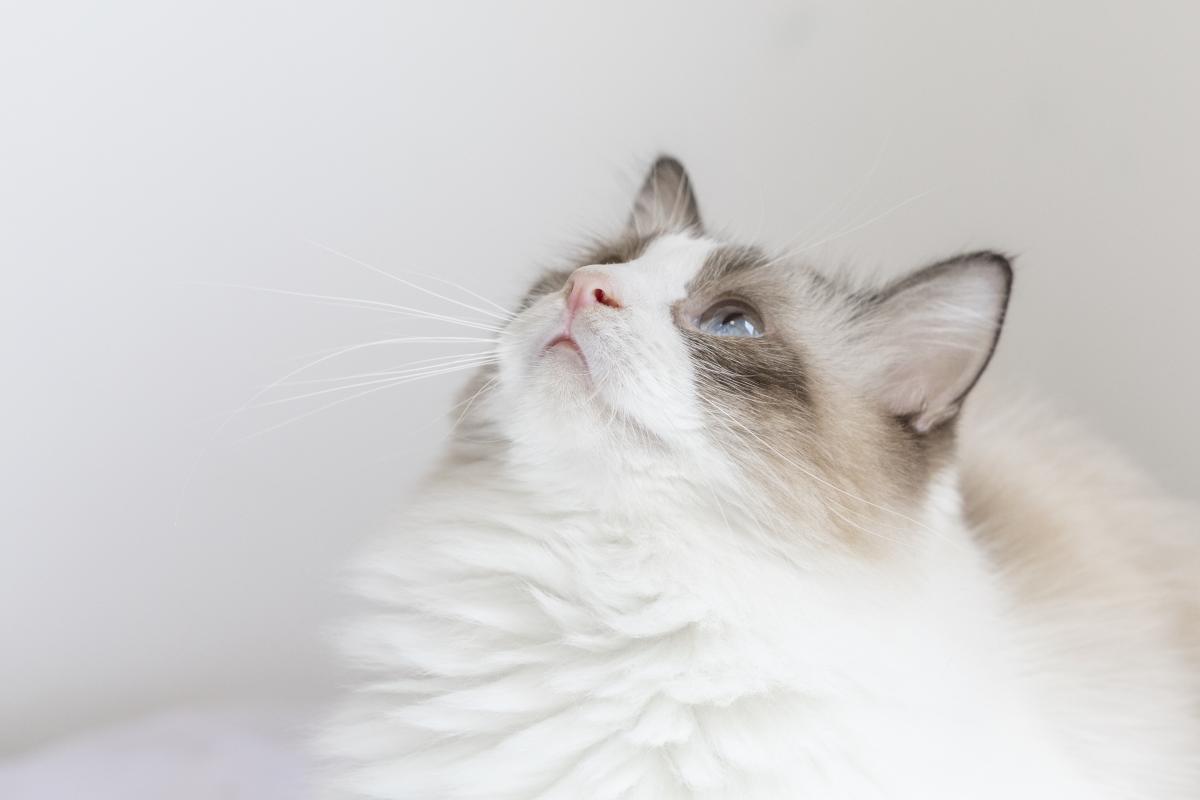 猫咪呕吐未消化猫粮怎么办
