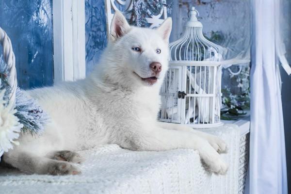 如何治療和預防犬鉤端螺旋體病