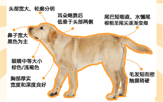 拉布拉多劝退指南