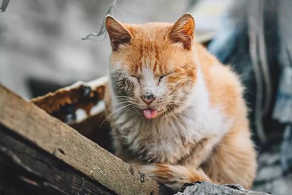 宠物犬猫发抖的常见病因和防治措施