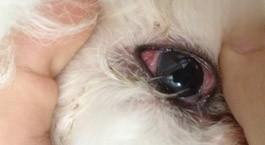 狗眼睛发红是得了狂犬病吗