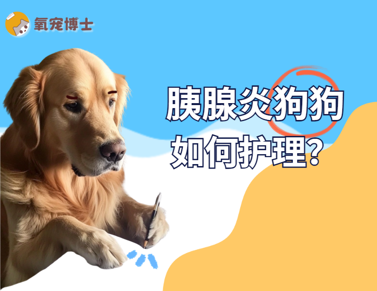 胰腺炎狗狗的正確養護方法