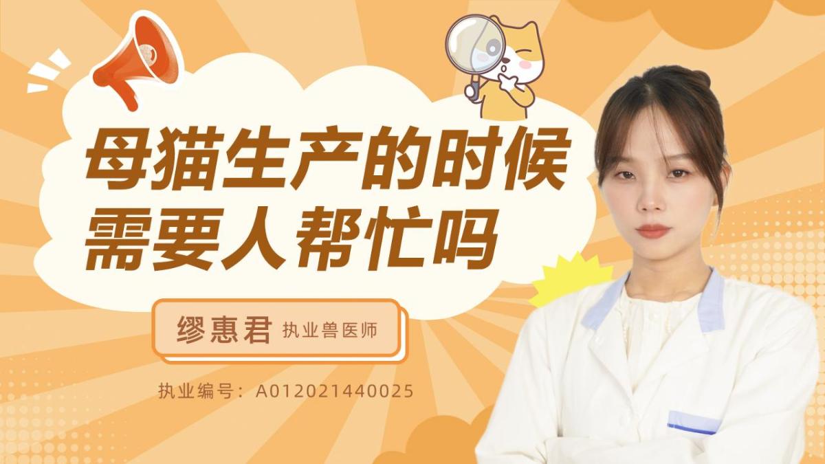 母猫生产的时候需要人帮忙吗？