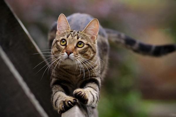 猫感冒会呕吐吗
