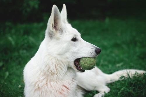 狗狗吃什么提升免疫力