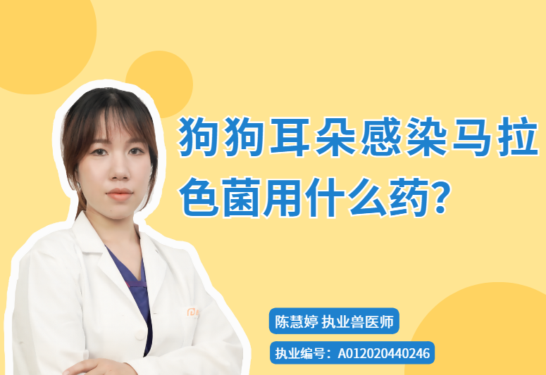 狗狗耳朵感染馬拉色菌用什麼藥？