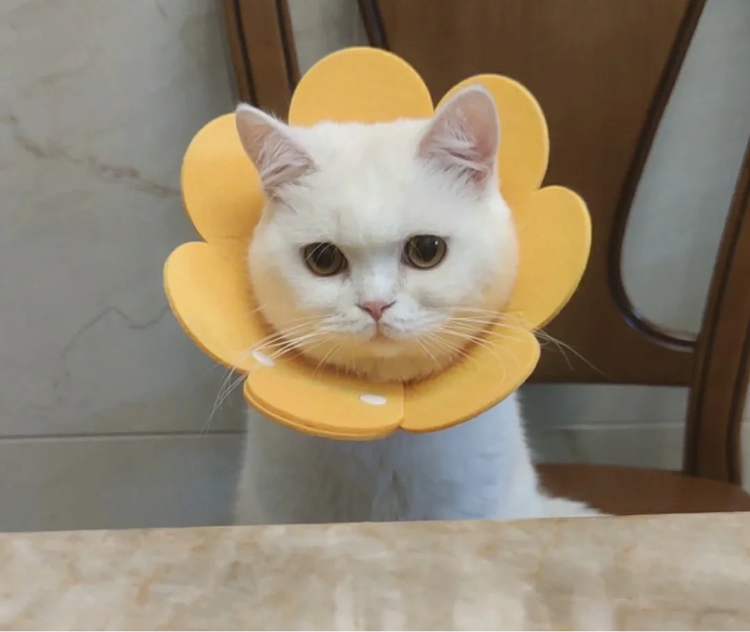 貓癬怎麼治？