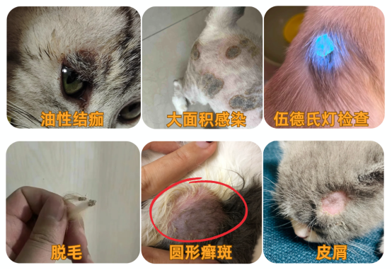 貓癬初期癥狀