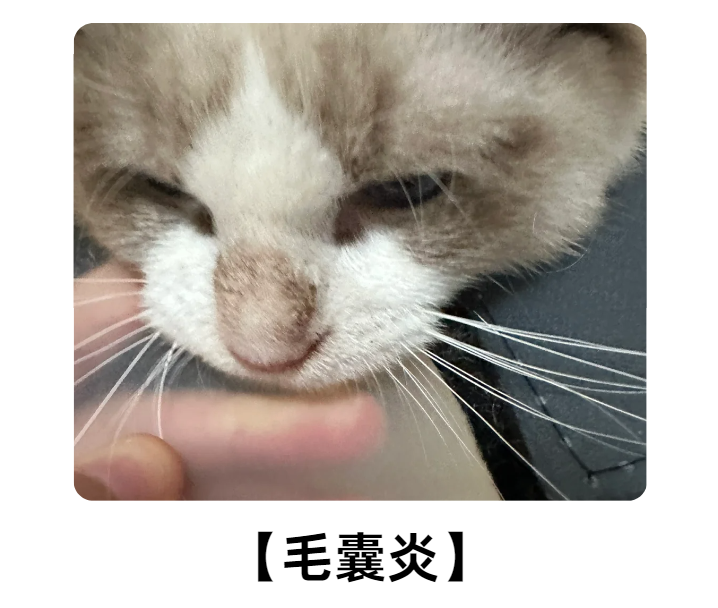 貓咪毛囊炎