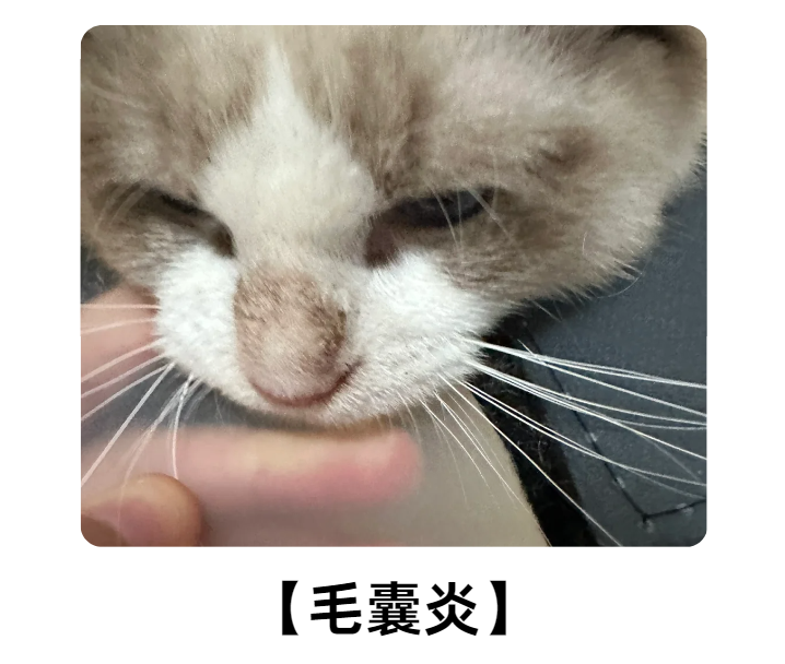 猫咪毛囊炎