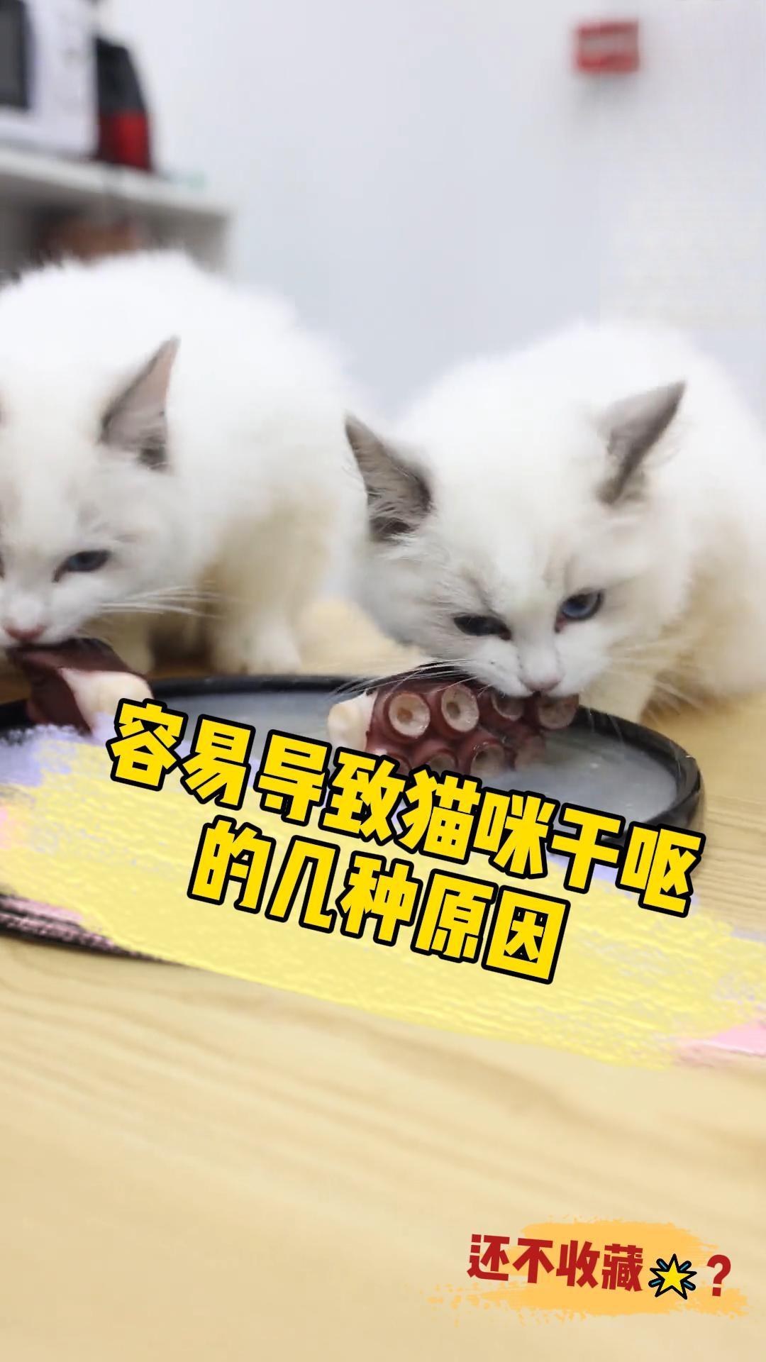 导致猫咪干呕的原因是什么？