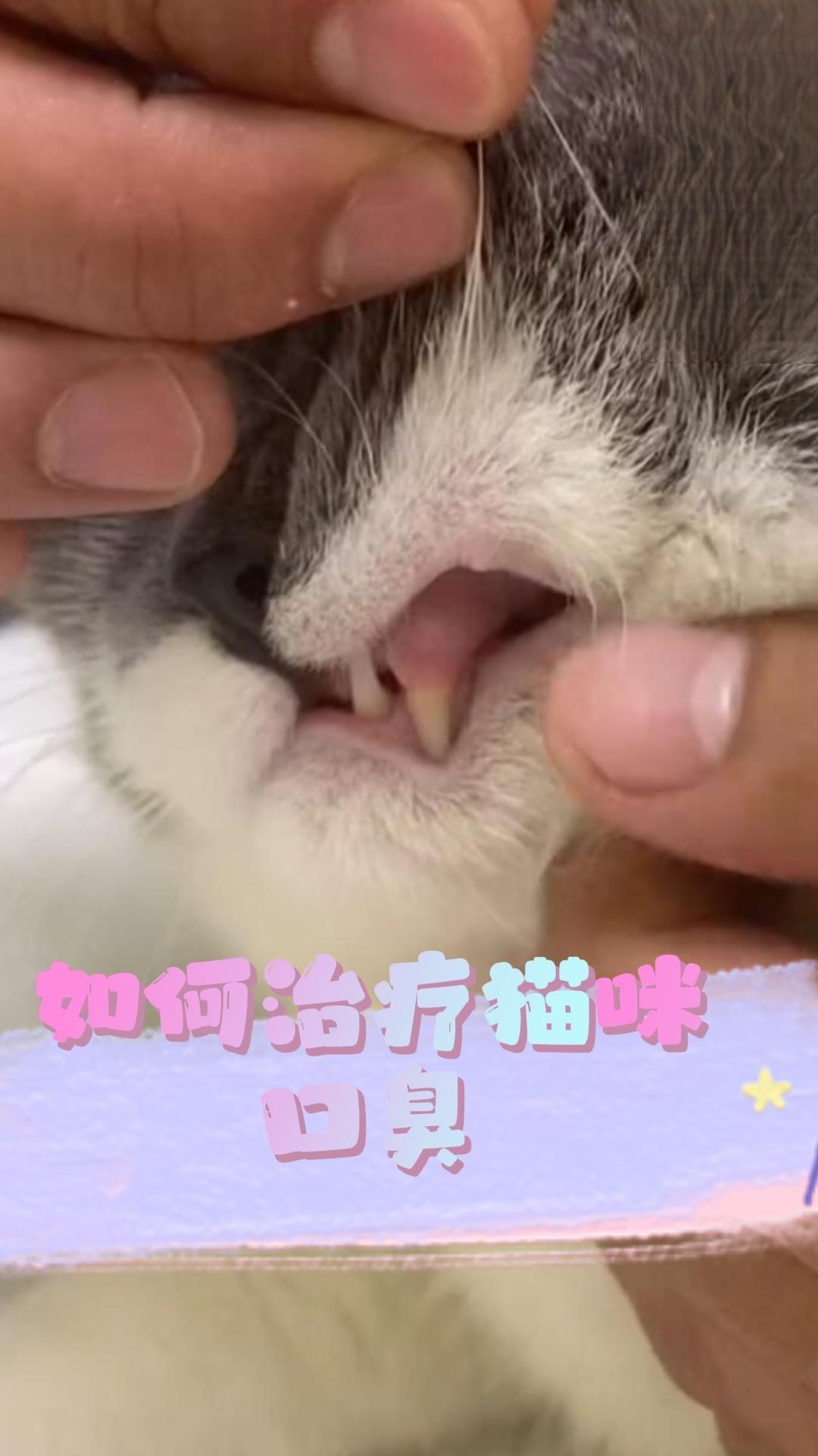 如何治疗猫咪口臭？