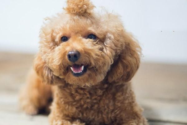 狗狗为什么会尿血？应该怎么治疗？