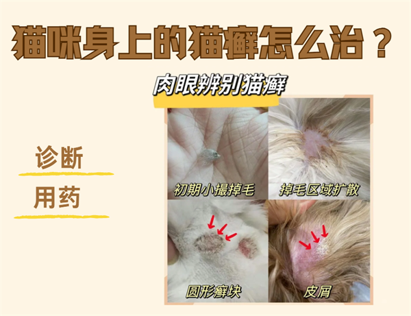 猫咪身上的猫癣怎么治？详细诊断&用药指南