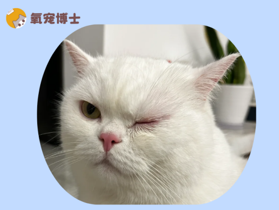 急！猫咪突然单只眼睛红肿流眼泪怎么办？