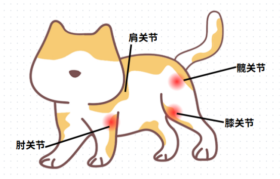 猫脚瘸了怎么办？