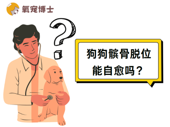 狗狗髌骨脱位能自愈？氧宠博士：别再抱有侥幸心理！