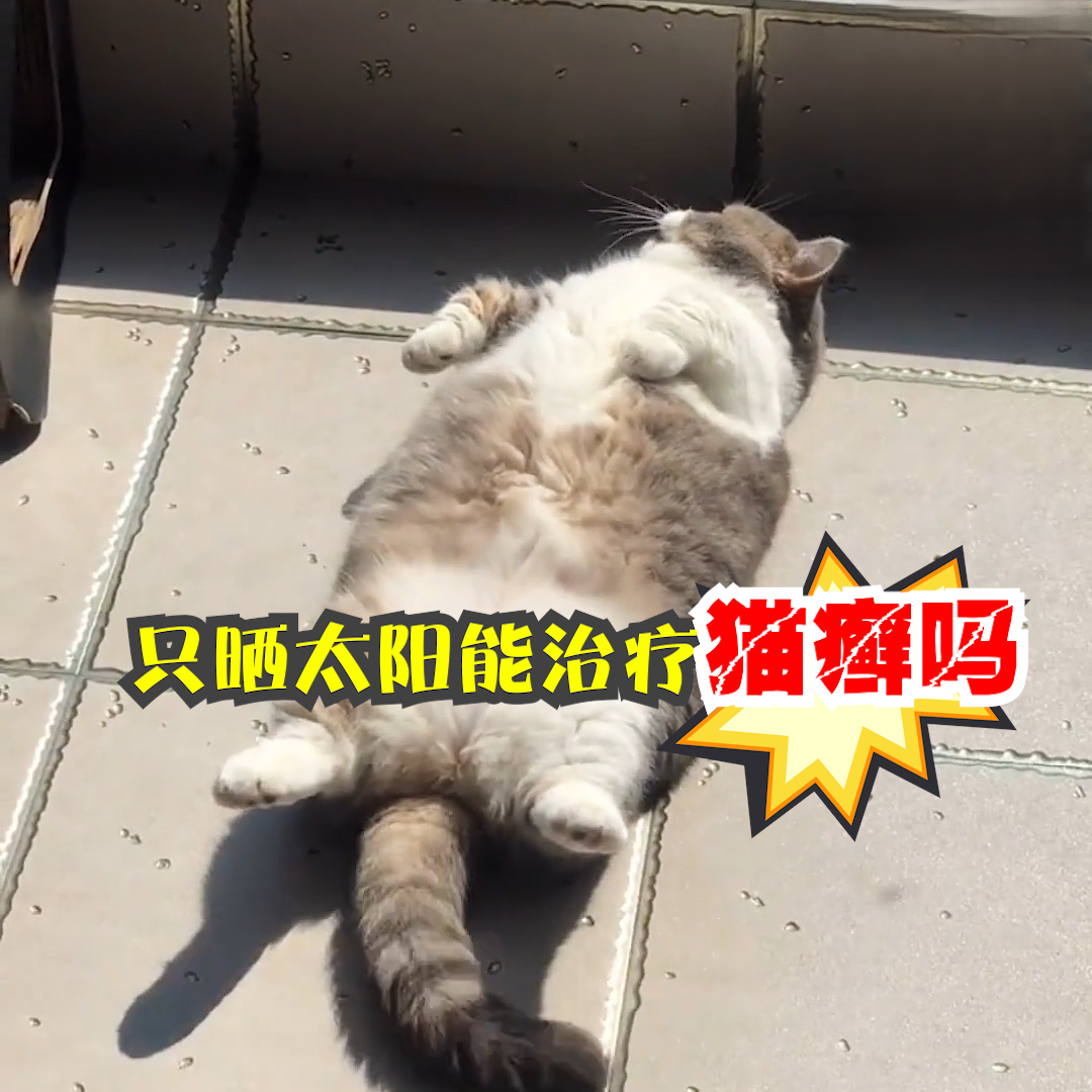 只晒太阳能治疗猫癣吗