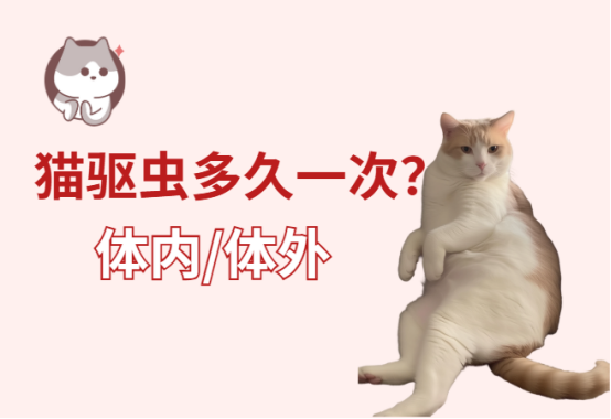 猫驱虫多久一次