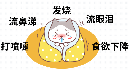 小猫感冒了怎么办？