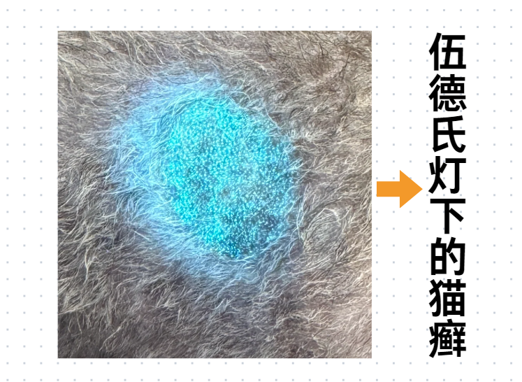 貓癬怎麼診斷？