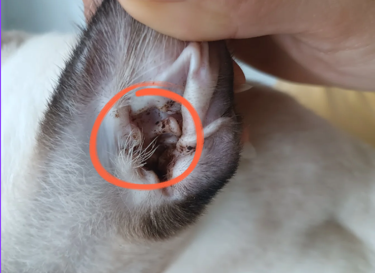 猫耳螨用什么清洗液效果好？