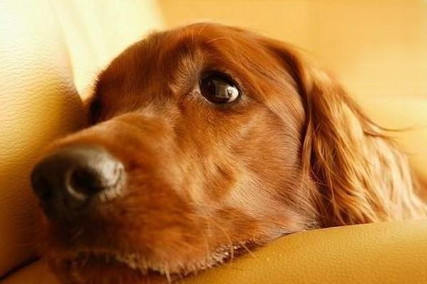 狗狗患有癫痫的症状有哪些