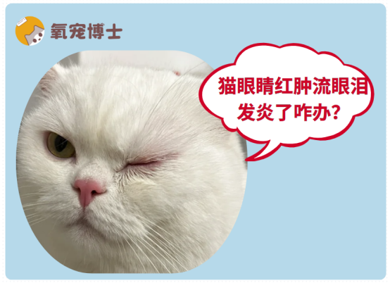 猫眼睛红肿流眼泪发炎了咋办？手把手教你应对！