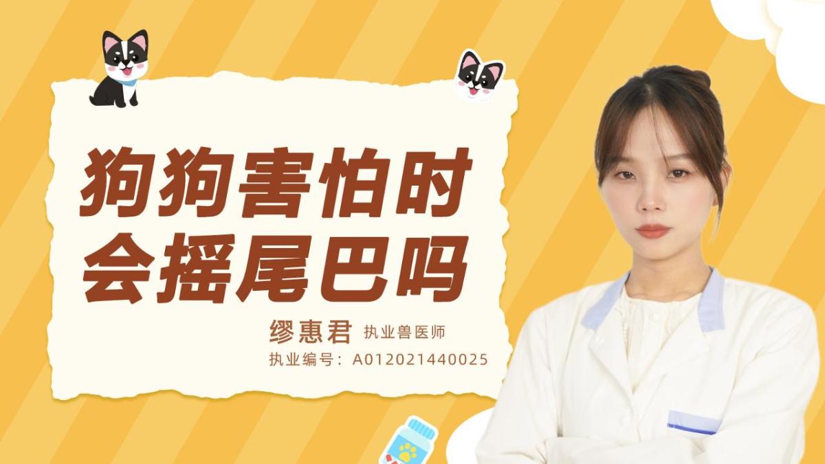 狗狗害怕时会摇尾巴吗？