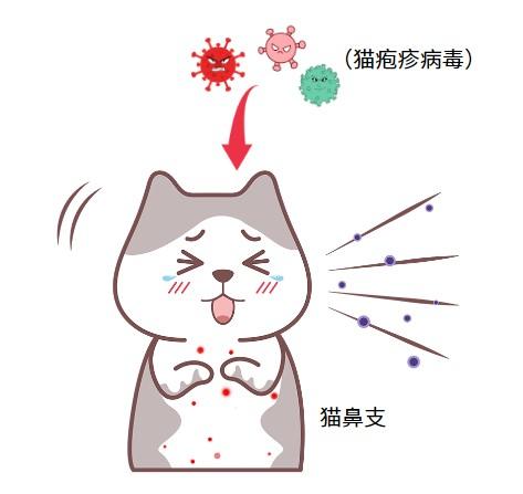 猫鼻支来袭，如何快速识别小猫的异常表现？