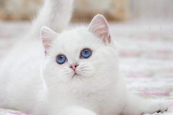猫咪也会得白血病吗