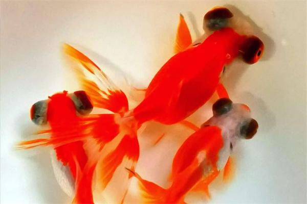 金鱼为什么会得肠炎？