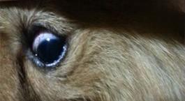 狗眼睛有血丝是结膜炎吗