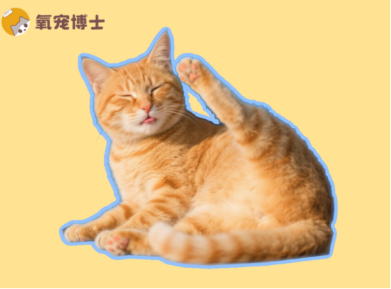 耳螨、真菌、耳炎？猫咪挠耳朵的3大病因&精准用药指南