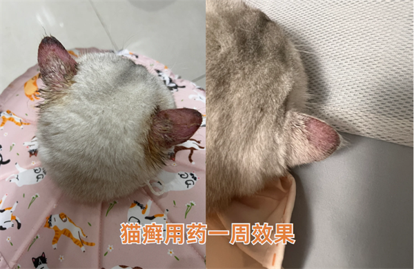 猫癣用什么药有效？