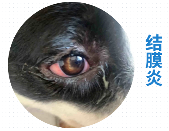 狗狗眼睛流脓一样的眼屎怎么回事