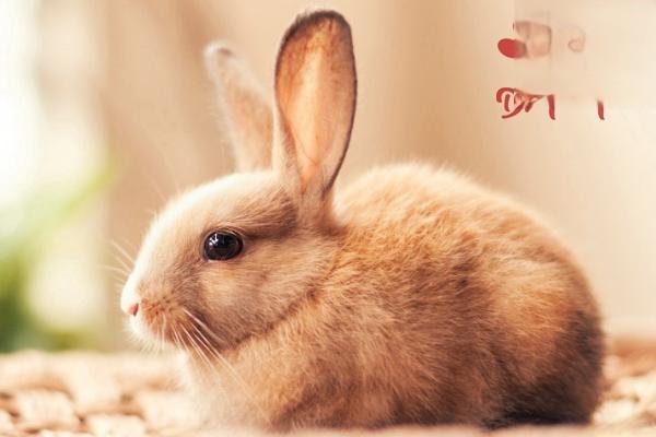 秋季应对兔子不孕的措施都有哪些？