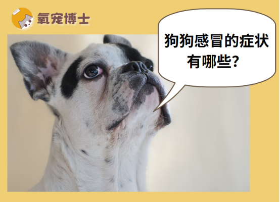 狗狗感冒的症状有哪些？