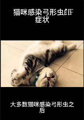 猫咪感染弓形虫的症状